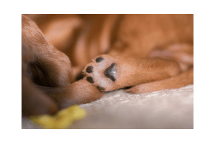 At What Age Do Puppies' Paws Turn Black