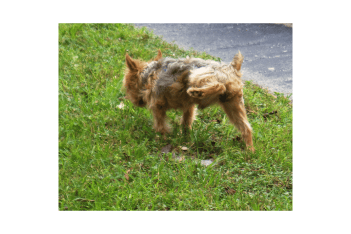 how-many-puppy-accidents-are-normal-and-how-you-can-train-your-pup