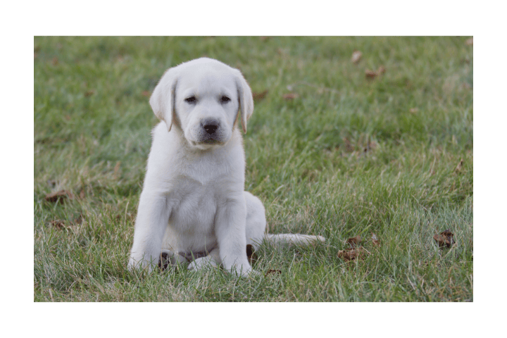 Is It OK To Take A Puppy At 7 Weeks