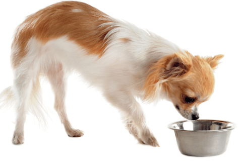 Best Food For Puppy With Rickets