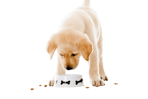 Best Food For Puppy With Rickets