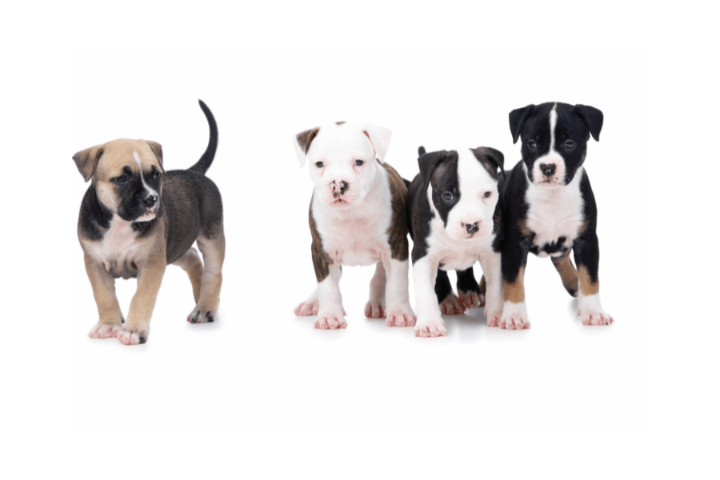 What's In A Puppy Pack