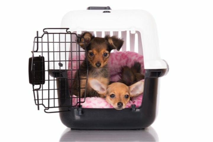 When To Move Puppy Crate Out Of Bedroom