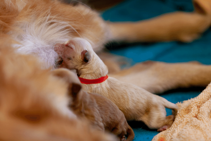 How To Stop Puppies From Trying To Nurse