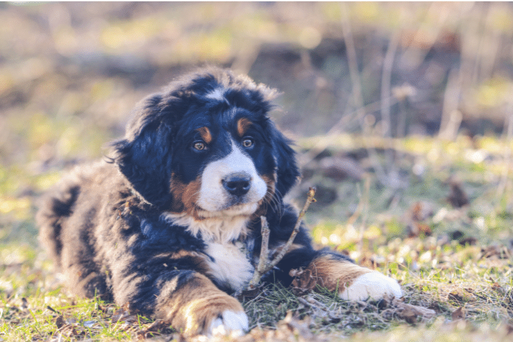 How To Potty Train A Bernese Mountain Dog Puppy