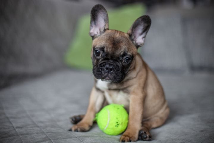 Best Teething Toys For French Bulldog Puppies