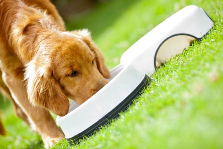 When To Stop Wetting Puppy Food