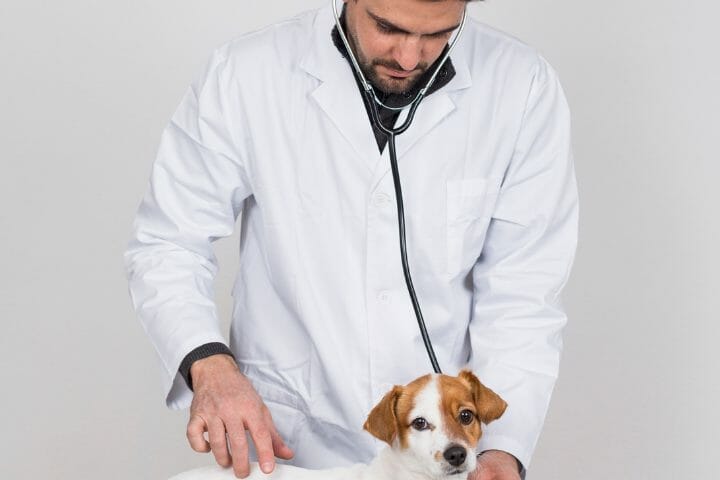 How To Hear Puppy Heartbeats With Stethoscope