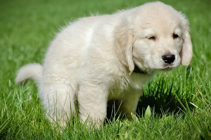 How To Potty Train A Puppy Without Shots