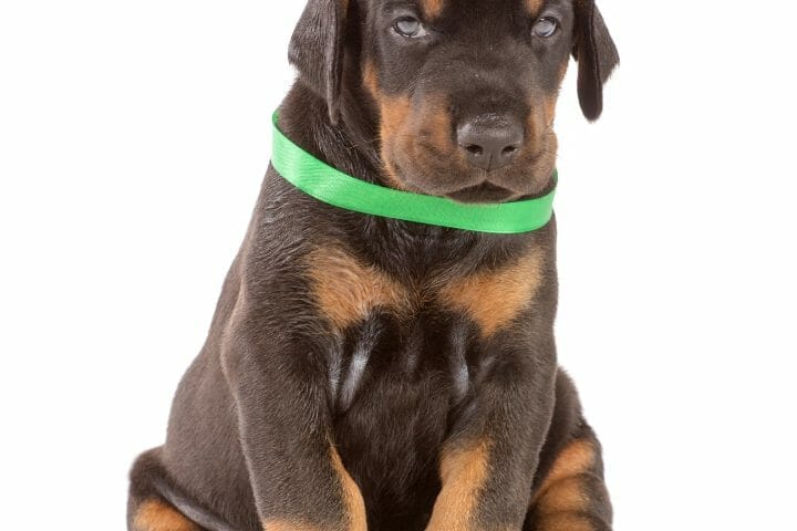 How To Stop My Doberman Puppy From Biting