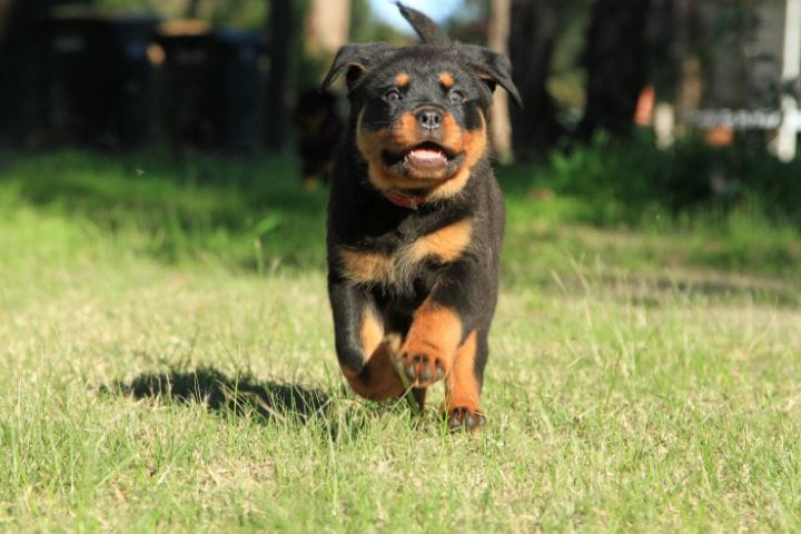 5 Reasons Why Rottweiler Puppy Growls When Picked Up ...