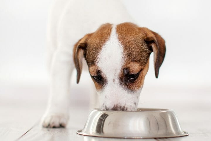 How To Stop Puppy From Eating Mulch 6 Ways You Can Stop Your Pup From Eating It Thepupcrawl Com