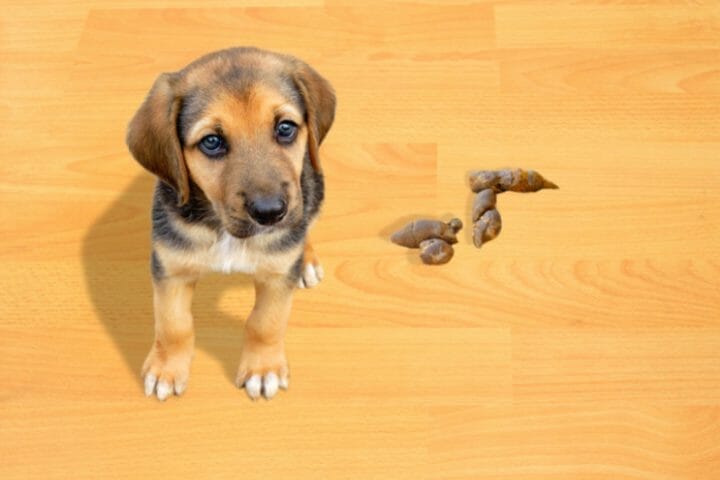 Should You Spank A Puppy When Potty Training