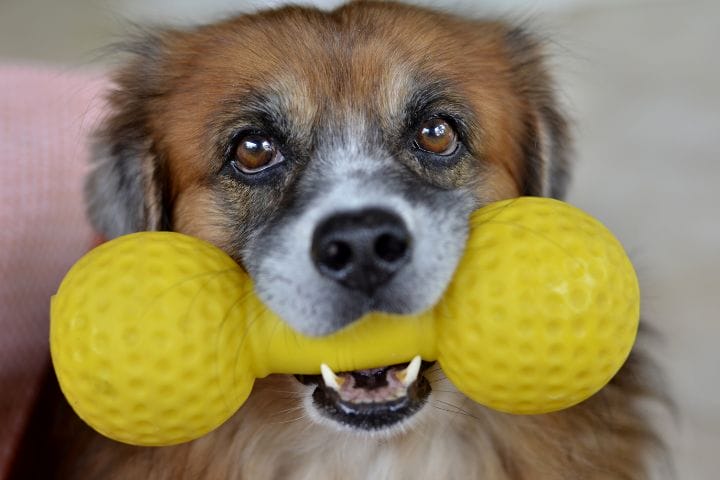 What To Do When Your Dog Swallows A Squeaky Toy
