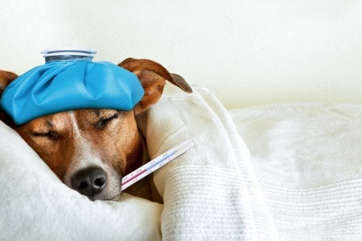 can-antibiotics-make-a-dog-lethargic-thepupcrawl