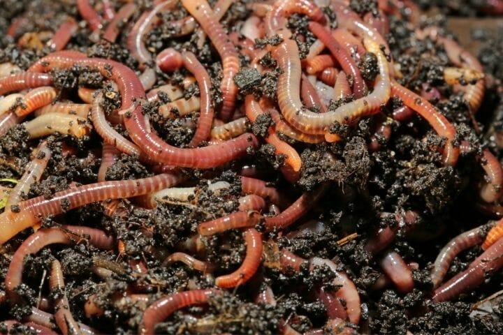 how-do-i-get-my-dog-to-stop-eating-earthworms-thepupcrawl