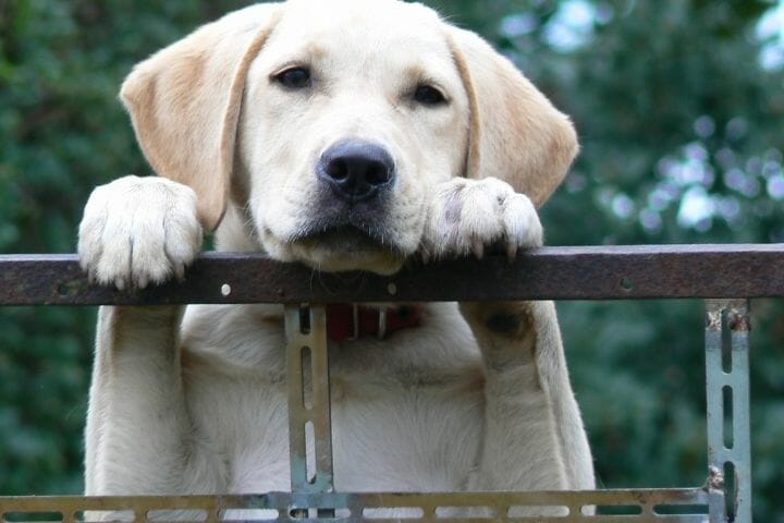 How High Should A Dog Fence Be For A Lab