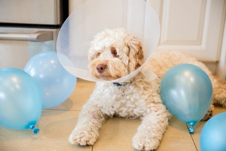 When Dogs Get Neutered Do They Remove The Sack? - thepupcrawl.com