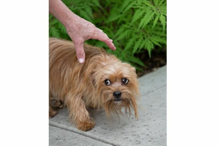 My Dog Backs Away When I Reach For Him - thepupcrawl.com