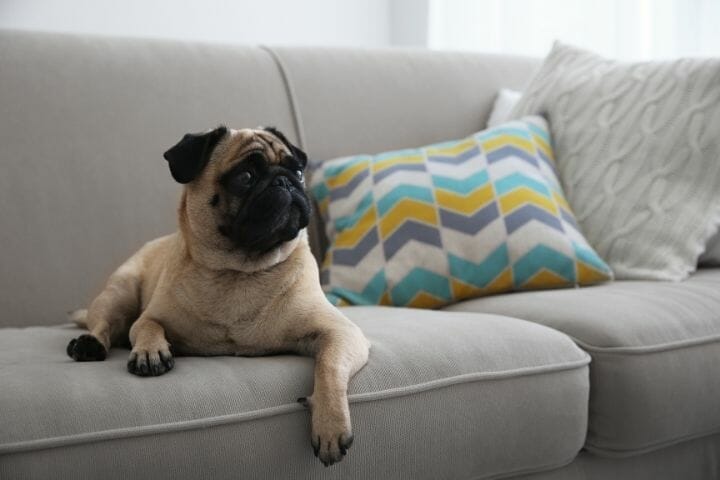 My Dog Cant Jump On Couch – Why is That? - thepupcrawl.com