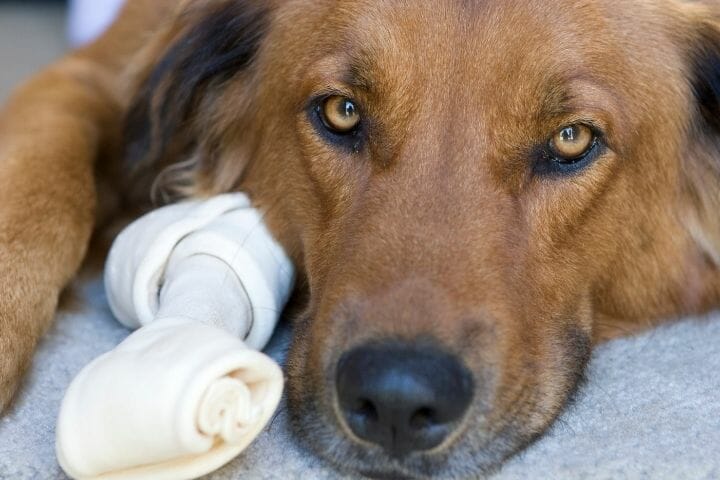 What Should I Do If My Dog Swallowed A Rawhide