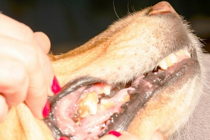 Dog Teeth Bleeding When Chewing Bone
