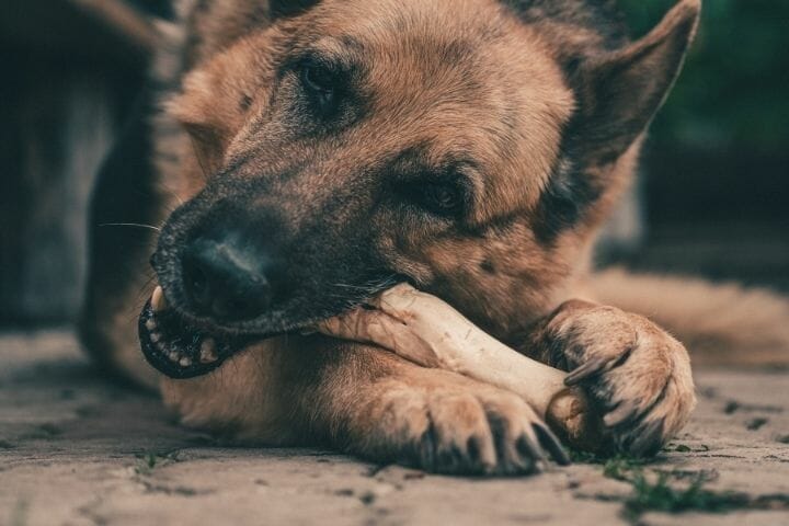 How Long Should Dog Chew On Bone