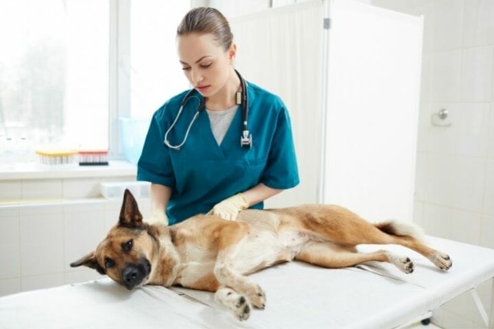 Can Antibiotics Make A Dog Lethargic