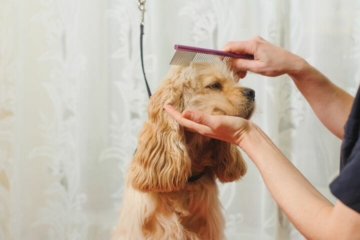 do-you-tip-dog-groomers-at-petsmart-thepupcrawl