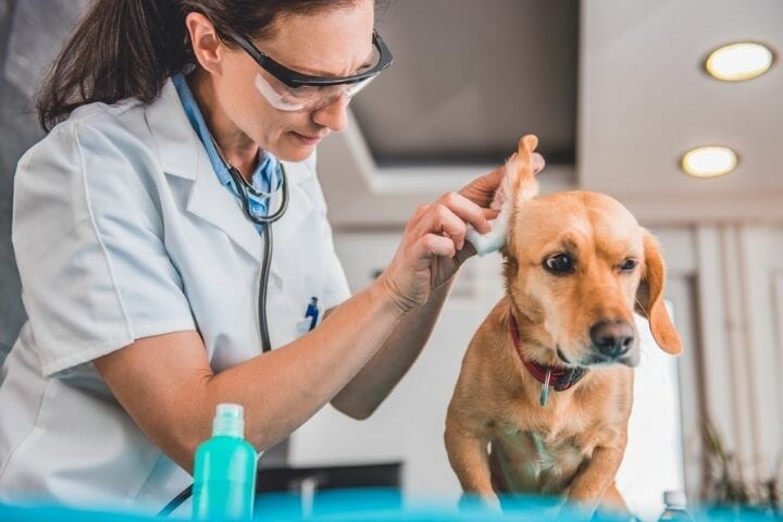 Dog Tries To Bite When Cleaning Ears? - thepupcrawl.com