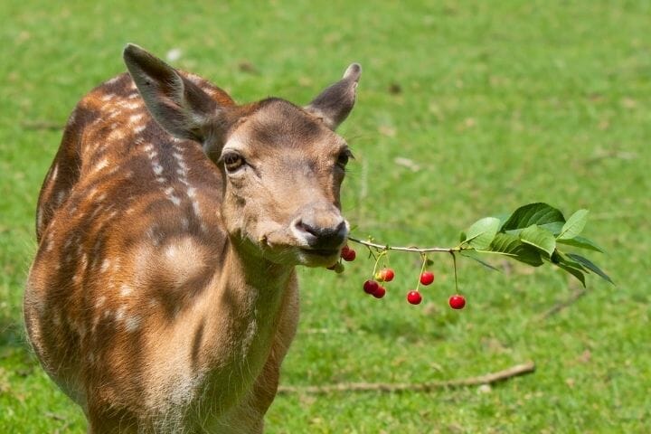 Will Deer Eat Dry Dog Food? - thepupcrawl.com
