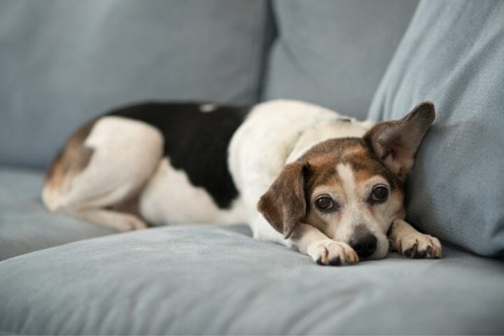 My Dog Cant Jump On Couch – Why is That? - thepupcrawl.com