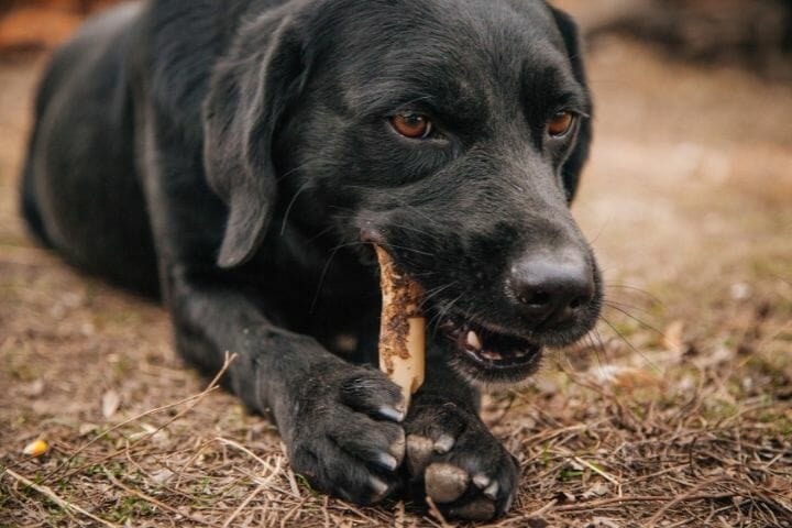 Can Dogs Eat Deer Bones? - thepupcrawl.com