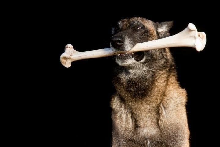 How Long Should Dog Chew On Bone