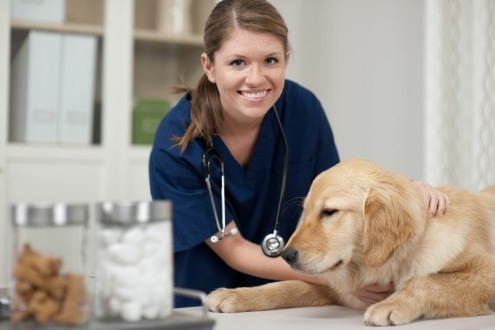 Can A Vet Keep Your Dog For Non Payment
