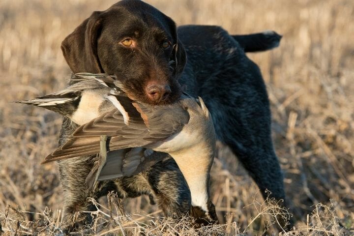 How To Duck Hunt Without A Dog