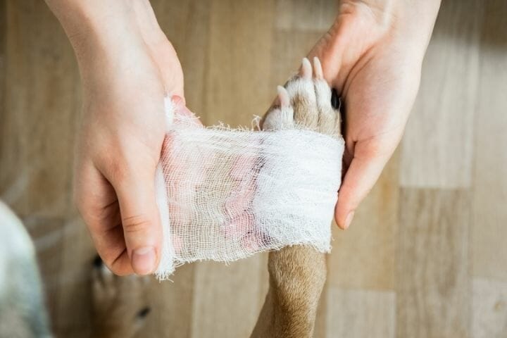 How To Keep A Dog From Chewing Off Bandage