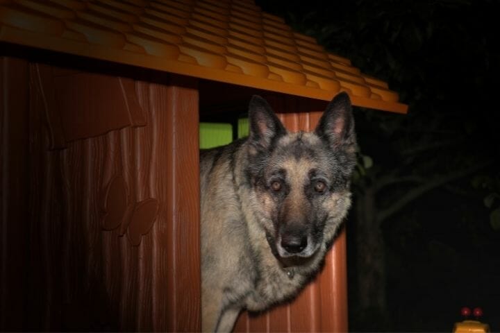 What Time To Take Dog Out At Night