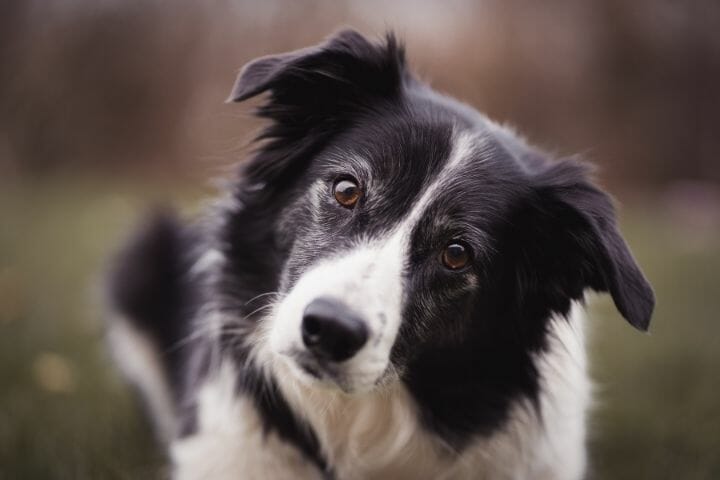 Can A Border Collie Be A Service Dog