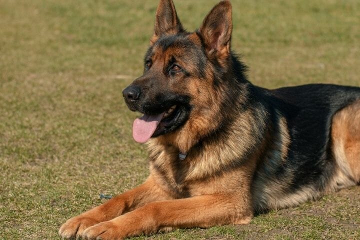 Can German Shepherds Be Hunting Dogs
