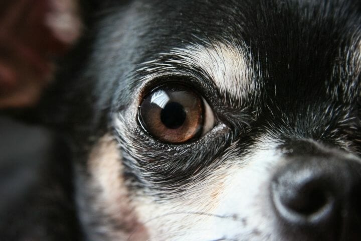 Can You Put Clear Eyes In Dogs Eyes