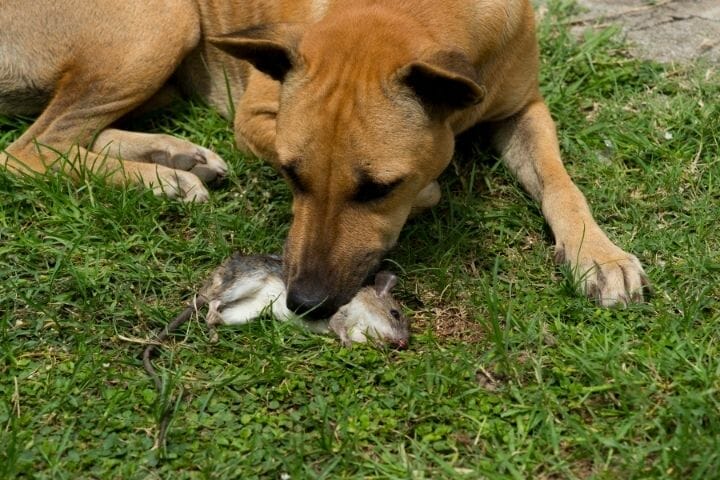 My Dog Killed A Rat Should I Be Worried