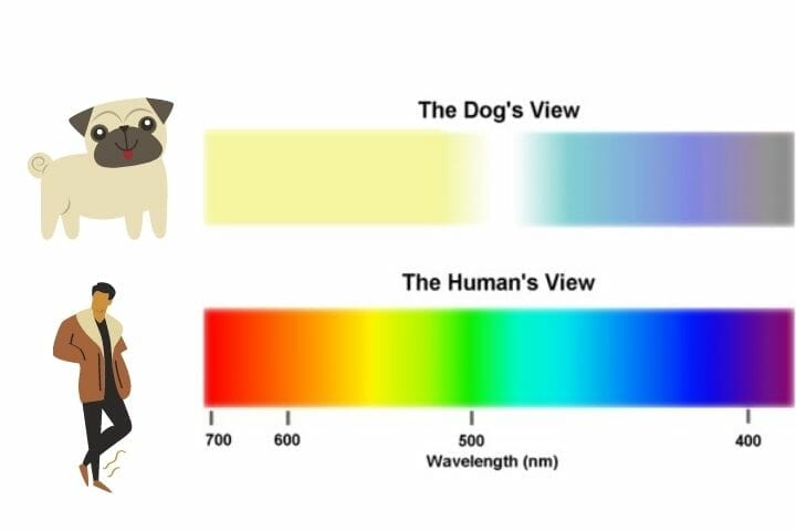 What Is A Dogs Favorite Color