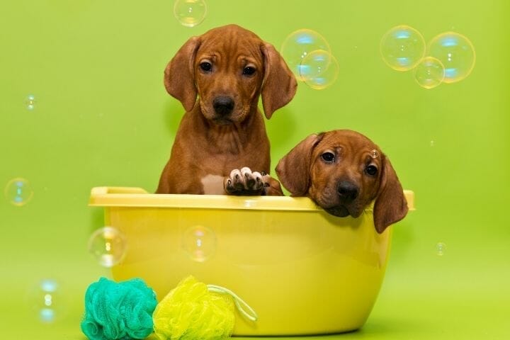 Why Do Dogs Blow Bubbles In Water