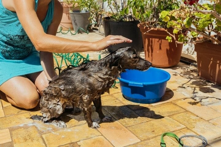 Can I Use Tresemme Conditioner On My Dog? - thepupcrawl.com