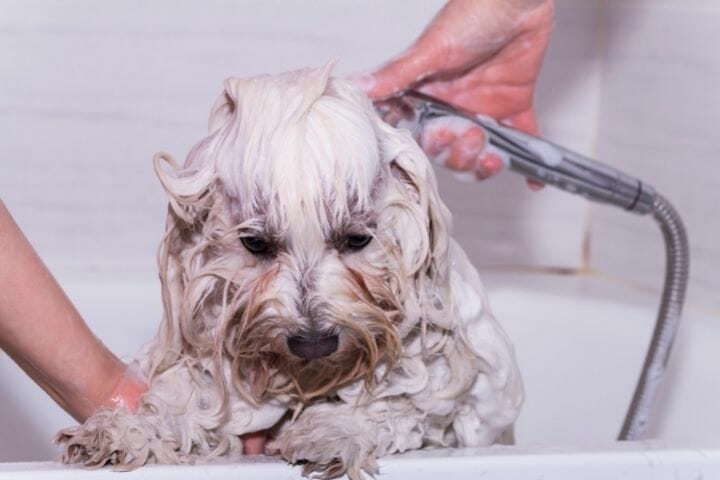 Can You Use Dr. Bronners On Dogs