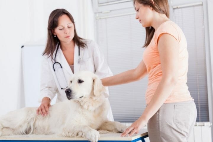 Can A Vet Keep Your Dog For Non Payment