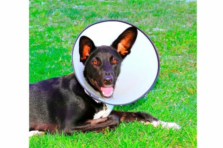 How To Keep A Dog From Scratching A Neck Wound
