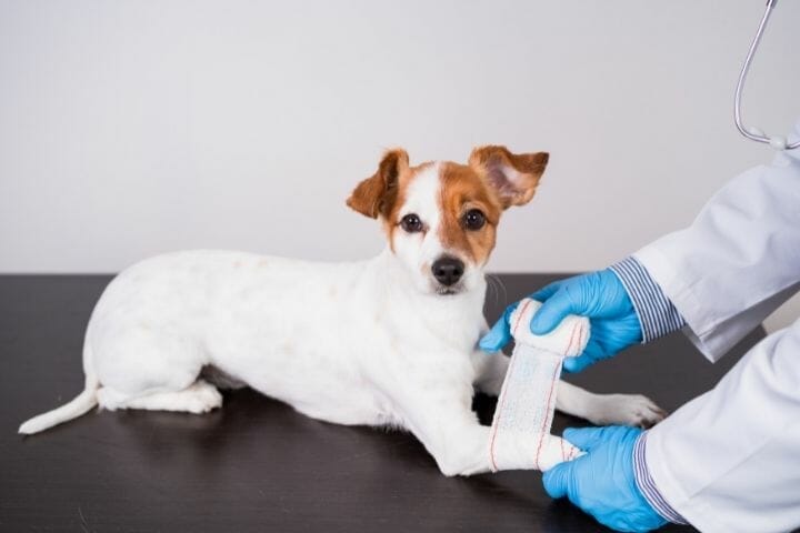 How To Reduce Swelling From A Tight Bandage Dog