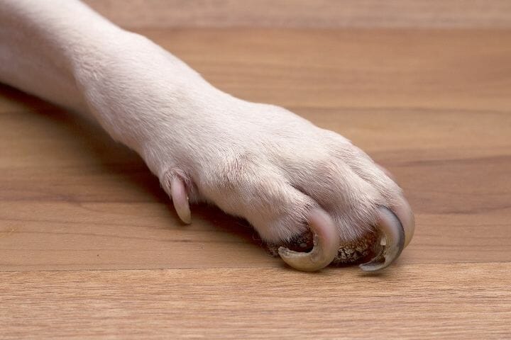 Should Dog Nails Click On Floor